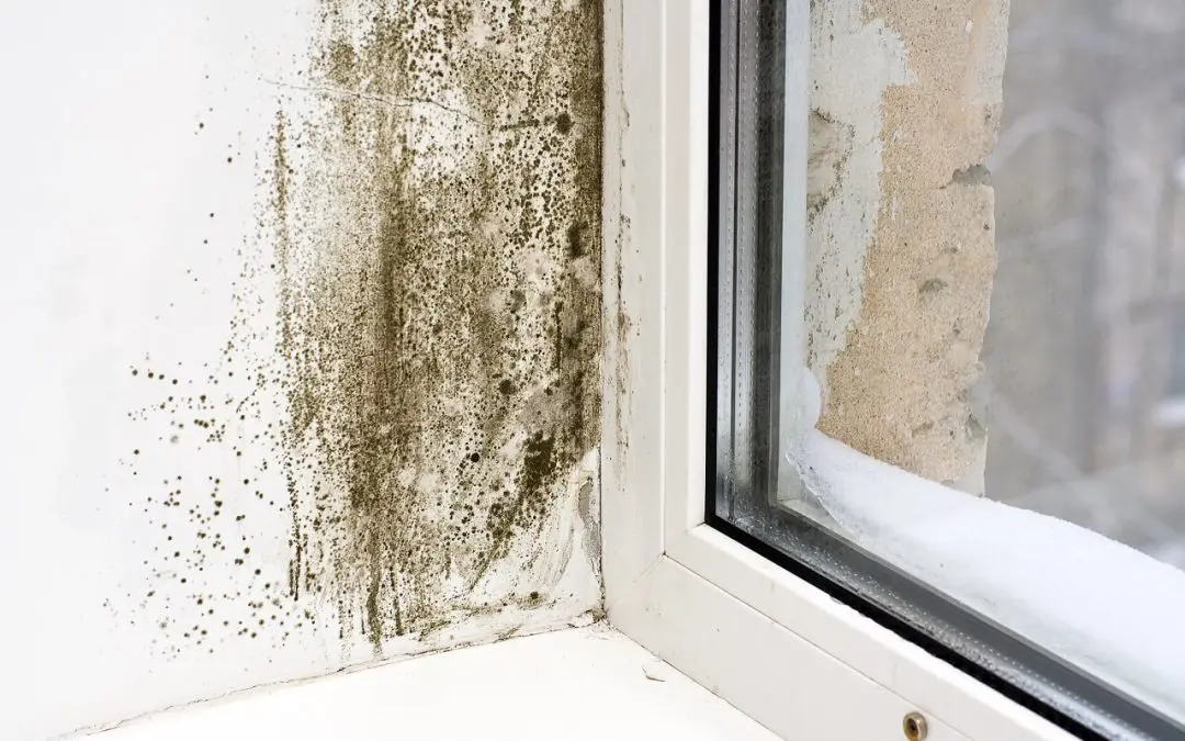 signs of mold