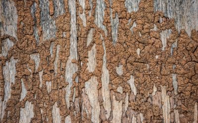 7 Signs of Termites in Your Home