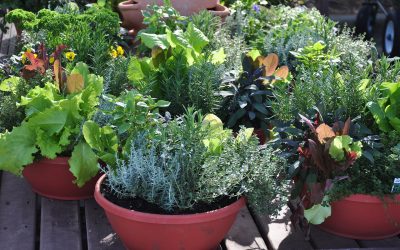 Embrace Green Living: The Art and Joy of Container Gardening